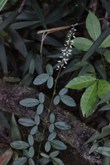 Grona heterocarpos angustifolia