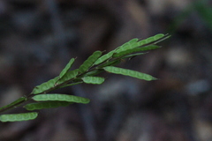 Grona heterocarpos angustifolia