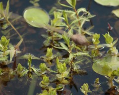 Proserpinaca pectinata