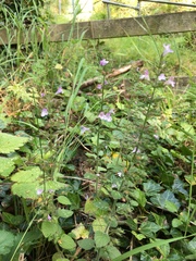 Clinopodium menthifolium ascendens