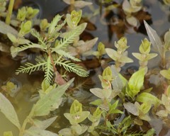 Proserpinaca pectinata