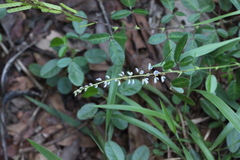 Grona heterocarpos angustifolia
