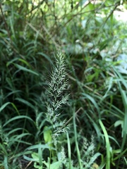 Muhlenbergia frondosa