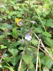 Clinopodium menthifolium ascendens