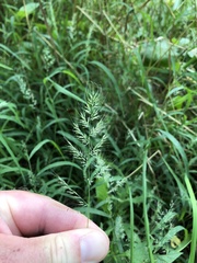 Muhlenbergia frondosa