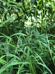 Muhlenbergia frondosa