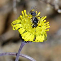 Crassothonna protecta