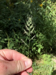 Muhlenbergia frondosa