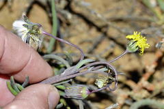 Crassothonna protecta