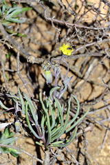 Crassothonna protecta