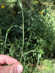 Muhlenbergia frondosa