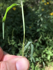 Muhlenbergia frondosa