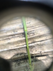 Muhlenbergia frondosa