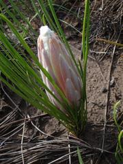 Protea scorzonerifolia