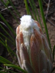 Protea scorzonerifolia