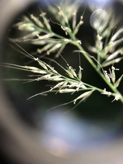 Muhlenbergia frondosa