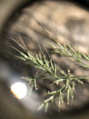 Muhlenbergia frondosa