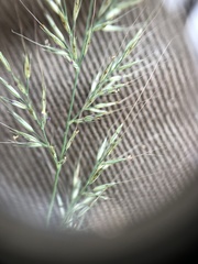 Muhlenbergia frondosa