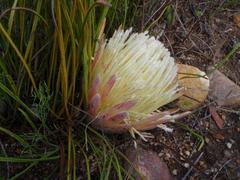 Protea scorzonerifolia