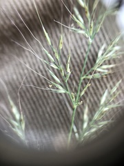 Muhlenbergia frondosa