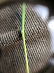 Muhlenbergia frondosa