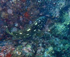 Epinephelus labriformis