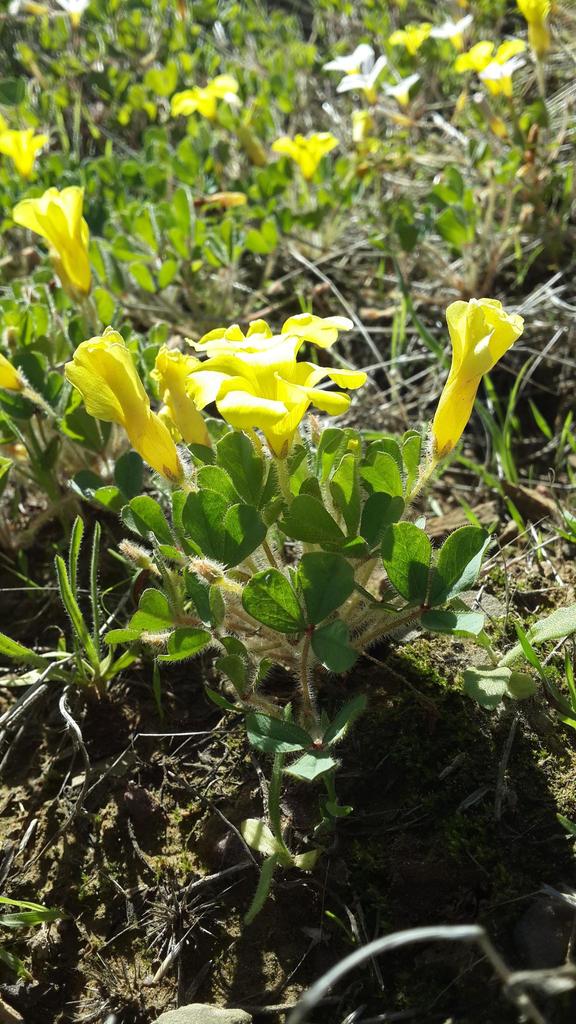 Acederilla