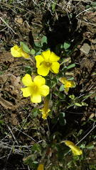 Oxalis aurea