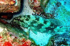 Epinephelus labriformis