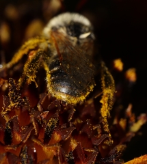 Melissodes agilis