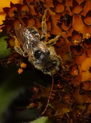 Melissodes agilis
