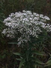 Eupatorium altissimum