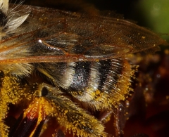 Melissodes agilis