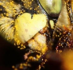 Melissodes agilis