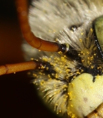 Melissodes agilis