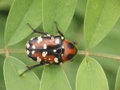 Gametis versicolor