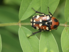 Gametis versicolor