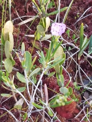 Kalmia polifolia
