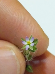 Spergularia marina