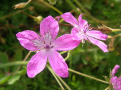 Erodium manescavii