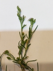 Spergularia marina