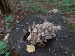 Mycena