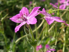 Erodium manescavii