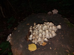 Mycena