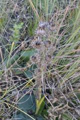 Berkheya rhapontica