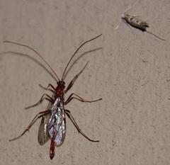 Adelidae