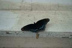 Limenitis arthemis astyanax
