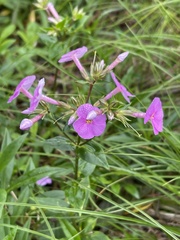 Phlox maculata