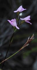 Disa obliqua clavigera