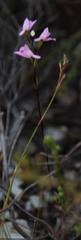 Disa obliqua clavigera